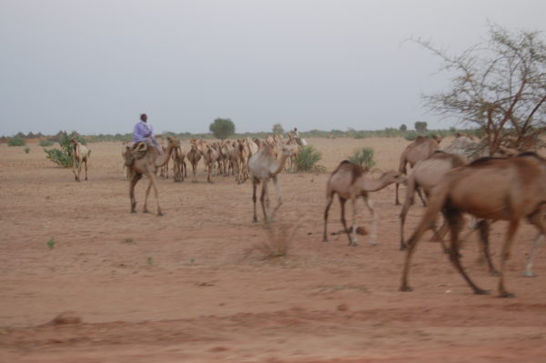 Randonnée chamelière et barbécue à la périphérie N’Djaména
