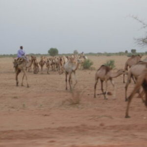 Randonnée chamelière et barbécue à la périphérie N’Djaména