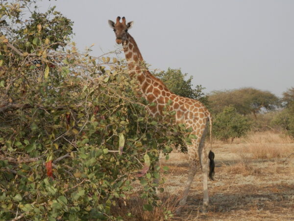 Immersion dans le parc de Zakouma