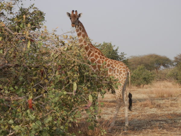Zakouma au centre d'un contraste paysager