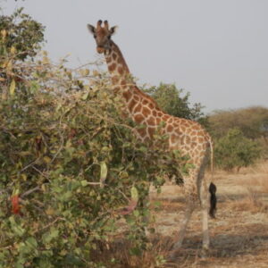 Zakouma au centre d'un contraste paysager